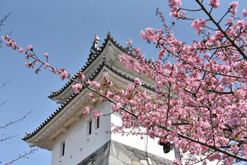 青空と城と桜