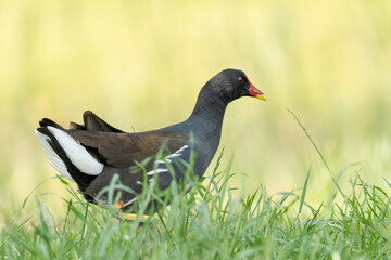 Close-up of a sitting / standing common moorhen with green backgorund