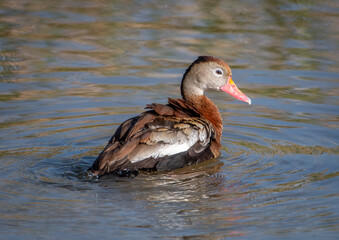 Black-bellied Whistling-Duck