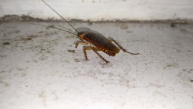 from back angle clos up cockroach still a life on dirty white floor