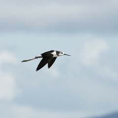 A Pied Stilt in flight on a sea shore