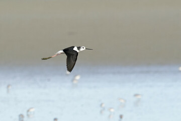A Pied Stilt in flight on a sea shore