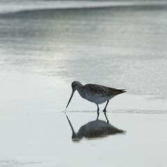 A Wrybill looking for a catch on sea shore