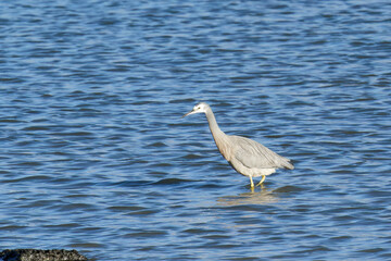 A White Faced Heron on a sea shore