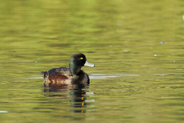 New Zealand Scaup in a lake on a beautiful morning