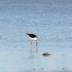 A Pied Stilt looking for a catch on sea shore