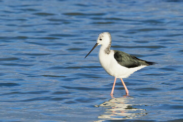 A Pied Stilt looking for a catch on sea shore