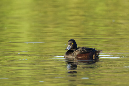 New Zealand Scaup in a lake on a beautiful morning