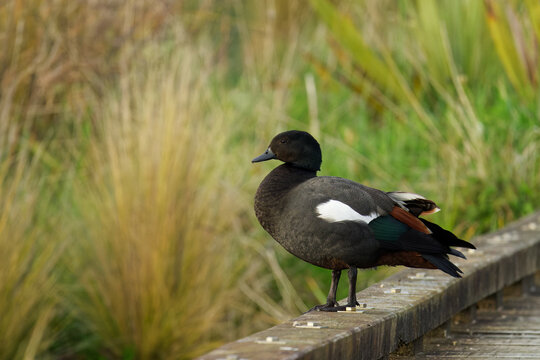 A Paradise Shellduck resting on a deck on a sea shore