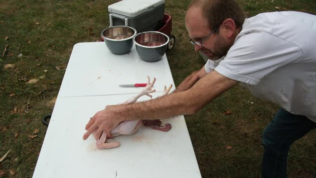 Man pulling and removing guts from freshly butchered and plucked chicken in traditional way.