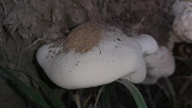 Reishi Mushroom Ganoderma crustisii