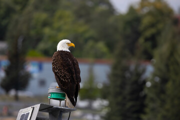 American Bald Eagle close up. Beautiful wildlife in Alaska. 
