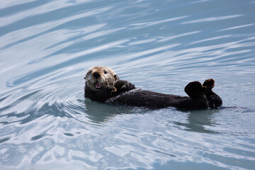 Sea otter relaxing and swimming in the ocean. Cute, adorable animal during the summer in Alaska. 