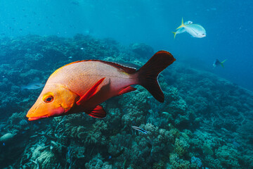 red fish in the great barrier reef