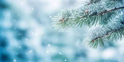 Close up pine tree in snow against the winter sky