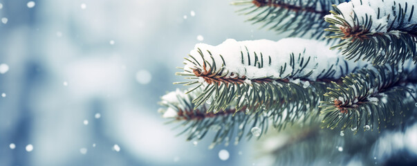 Close up pine branch in snow background - obrazy, fototapety, plakaty