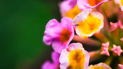 Flower,Weeping  lantana, pink, yellow, white, together in a bouquet.