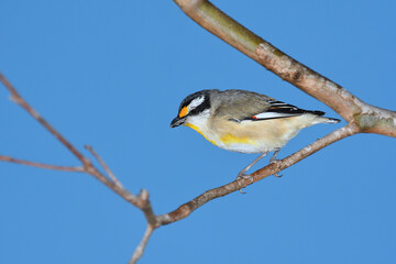  Australian adult male Striated Pardalote -Pardalotus striatus- bird perched branch meal in its...