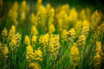 湿原に咲くキンコウカ