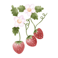 Strawberries