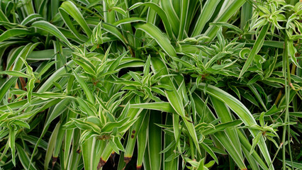 Abstract background of above view of Spider Plant or Asparagaceae and name of science Chlorophytum bichetii (Karrer) Backer. Nature of trees in garden with dense leaves and black background.