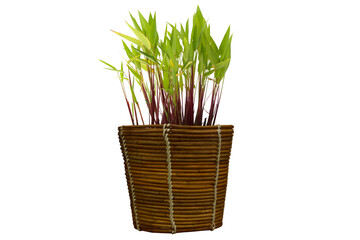 Close-up isolated image of plant growing in wicker basket on transparent background png file.