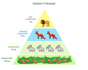 Energy pyramid or Food pyramid Shows energy flow through trophic levels, diminishing with each...