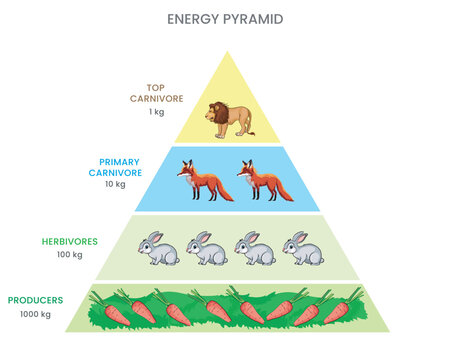 An energy pyramid, or animal food pyramid, illustrates energy flow through trophic levels in ecosystems, showing how it diminishes with each transfer.