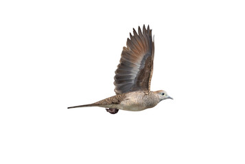 Fototapeta premium The movement scene of the Zebra dove flying in the air. PNG file.