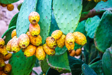 Opuntia ficus-indica, Prickly pear or Palera. Spain