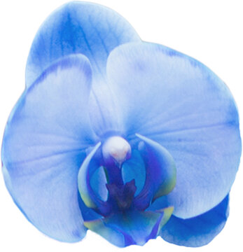 Fototapeta Digital png illustration of blue orchid flower on transparent background