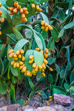 Opuntia ficus-indica, Prickly pear or Palera. Spain