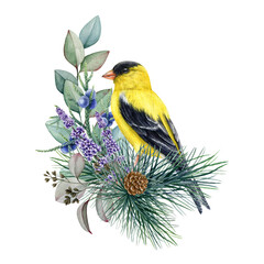 Winter decoration with goldfinch bird. Watercolor illustration. Hand drawn nature style decor with goldfinch, pine, eucalyptus, juniper. Wintertime cozy natural decor. White background - obrazy, fototapety, plakaty