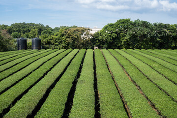 Tea tree field plantation in Taiwan