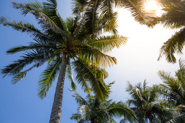 Fototapeta na wymiar Palm tree over the blue sky with flare sunlight