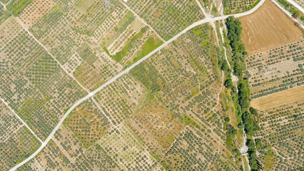 Lamia, Phthiotis, Greece. Olive trees, Summer, Aerial View