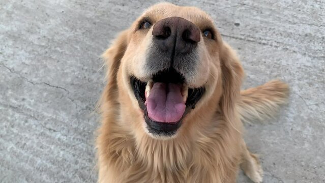 Video of golden retriever dog smiling. Concept of pets.