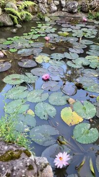 Lotus flower