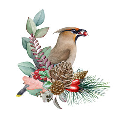 Natural floral decoration from pine, eucalyptus, berries with waxwing bird. Watercolor painted illustration. Hand drawn forest elements decor with waxwing and berries. Isolated on white background