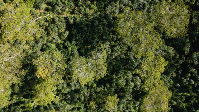 Rocket view over a young plantation of coffee that has some trees to give some shadow