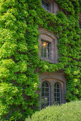 Fototapeta na wymiar 緑の壁と煉瓦の窓