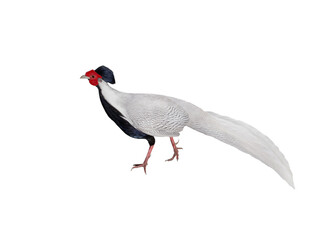 silver pheasant (lophura nycthemera) isolated on white background