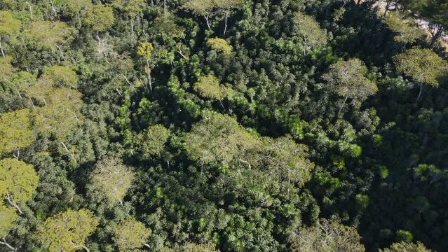 Aerial view over a young coffee plantation and ending with a view on a hill