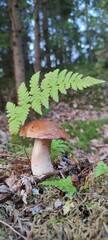  boletus in the forest