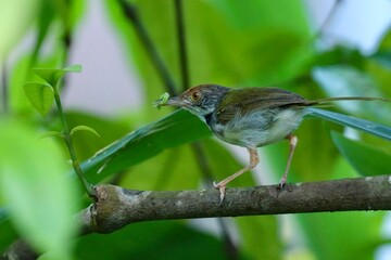 Bar-winged prinia