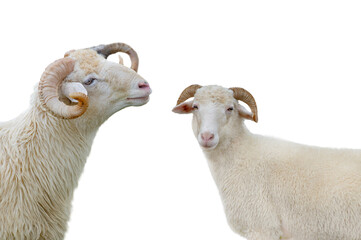 portrait of a ram isolated on white background