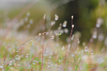 The Beauty of Rain Touched Garden! 