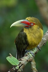 Saffron Toucanet