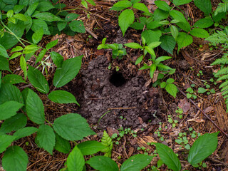 Small hole in land is wild animal. System of underground passages and holes.