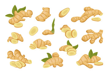 zinziber gingers set. cut ginger roots slices, cartoon tea gingers isolated on white background. vector cartoon flat plants.